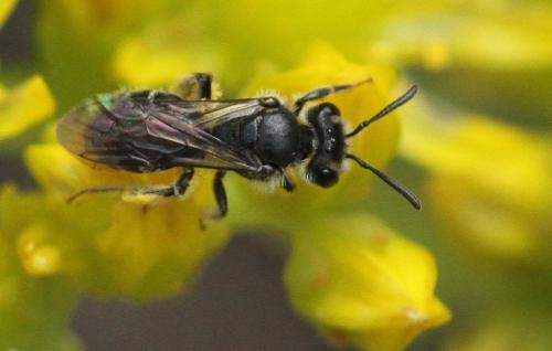 Andrena sp.